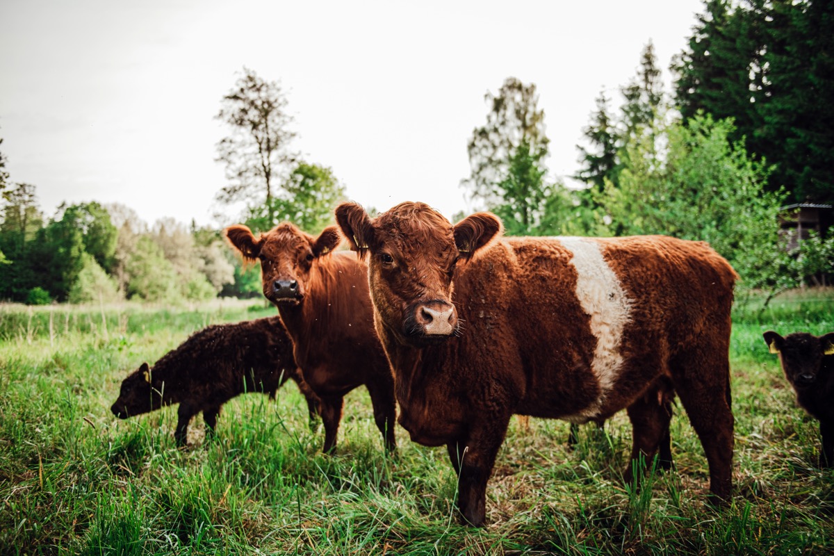 Was ist galloway-leasing?