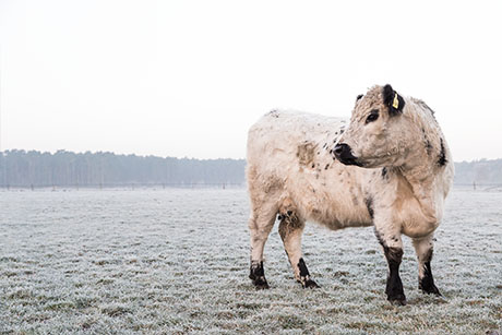 Bild eines Galloway Rindes