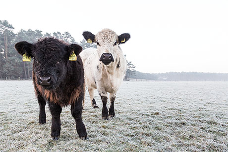 Extensive Haltung bei Galloways