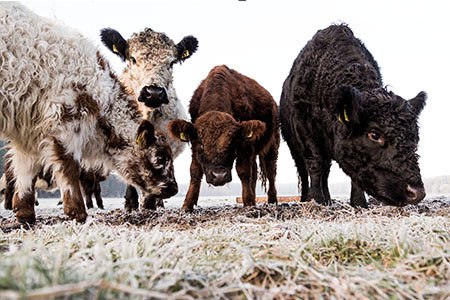 Was ist galloway-leasing?